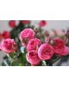 Garden rose Pink Piano
